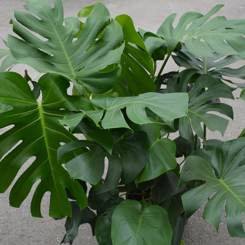 MONSTERA DELICIOSA 12"