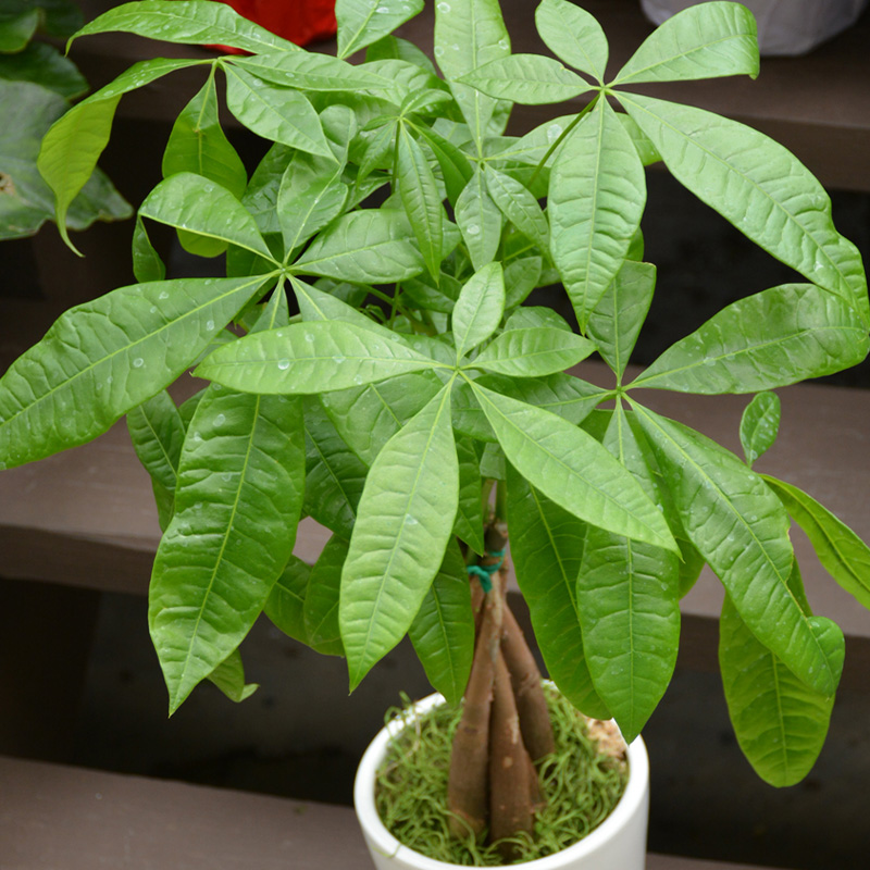 PACHIRA MONEY TREE BRAID 4"