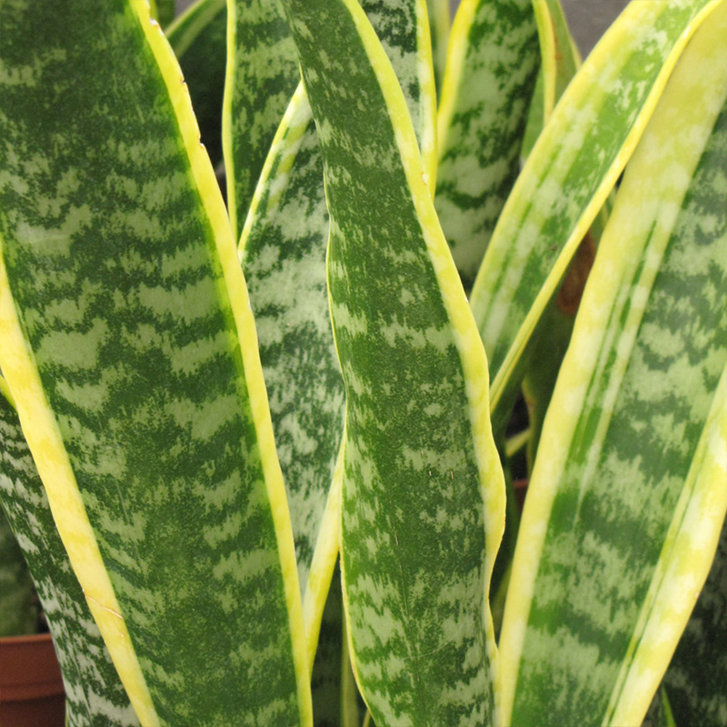 SANSEVIERIA LAURENTII 12"