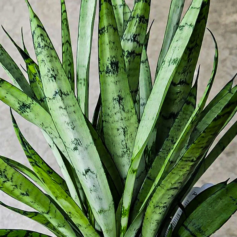 SANSEVIERIA SILVER STREAK 8"