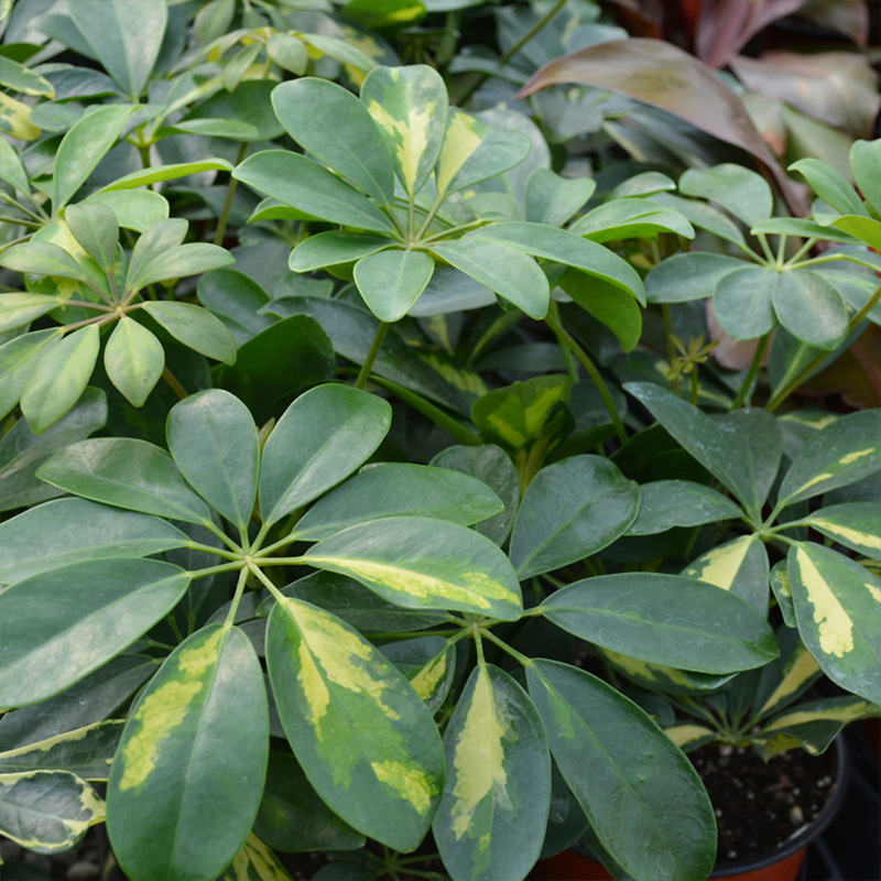 SCHEFFLERA GLD CAPELLA BRAID 14"