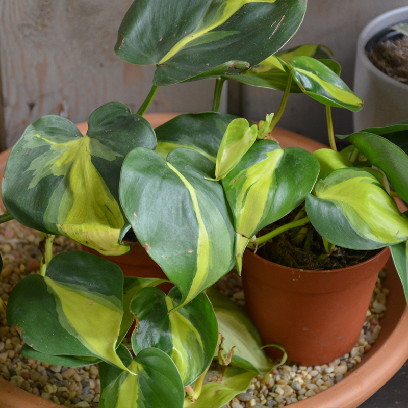 PHILODENDRON BRASIL 4"