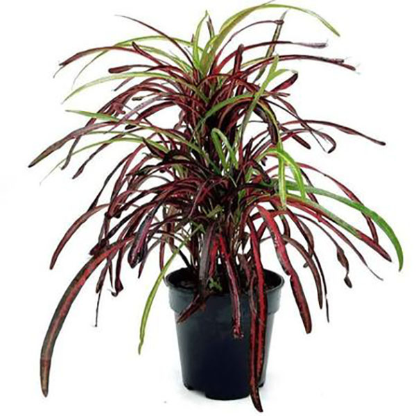 STAGHORN FERN 6"