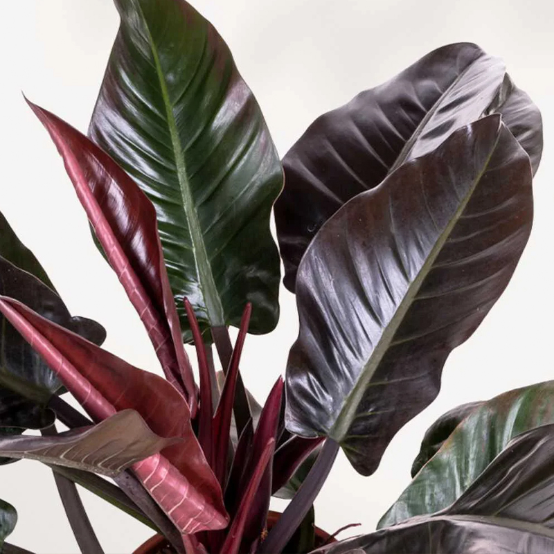 PHILODENDRON IMPERIAL RED 4.5"