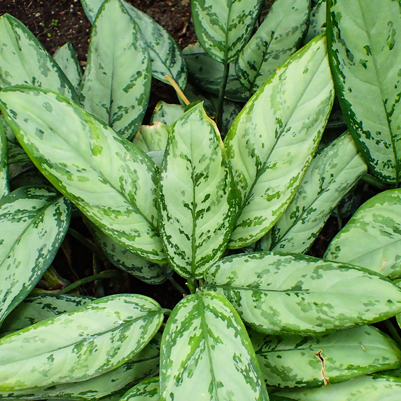 AGLAONEMA BJ FREEMAN 14"