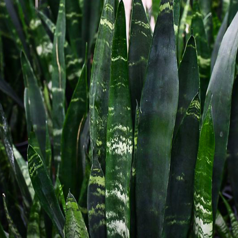 SANSEVIERIA BLACK CORAL 4"