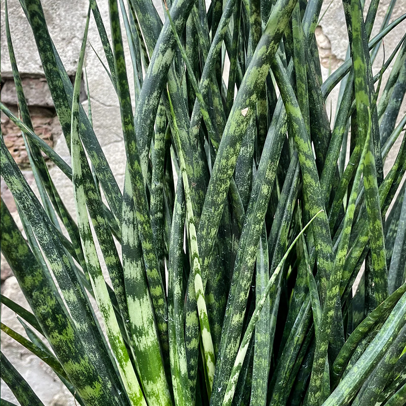 SANSEVIERIA FERNWOOD 4"