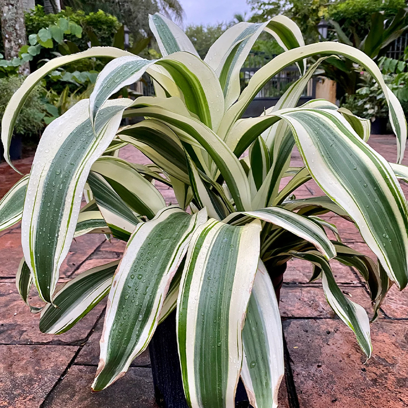 DRACAENA WHITE ASPEN 10"