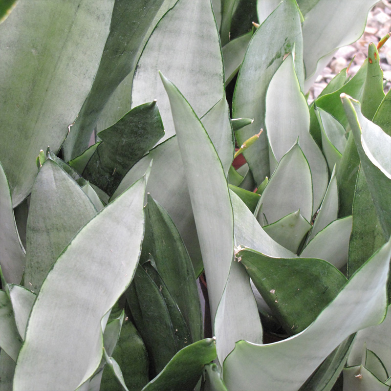 SANSEVIERIA MOONSHINE 4"