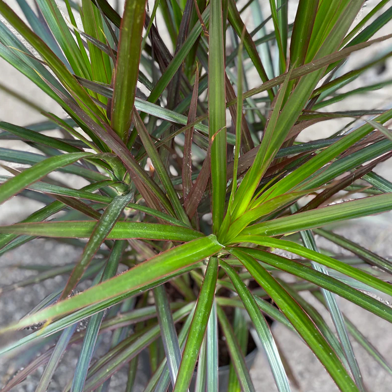 DRACAENA MAGENTA BUSH 10"