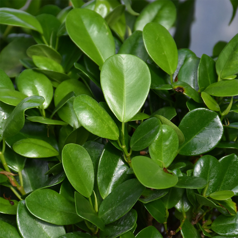 FICUS MOCLAME STD 17"