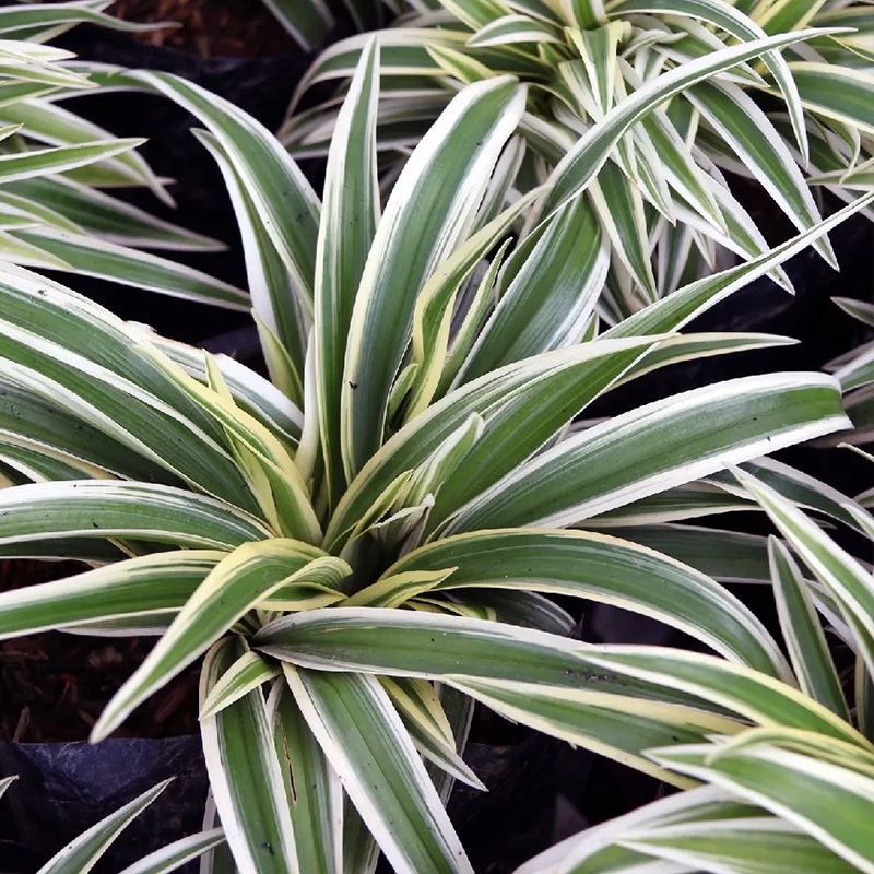 CHLOROPHYTUM OCEAN 6"