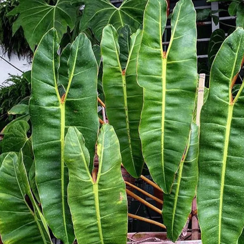 PHILODENDRON BILLIETIAE 2G