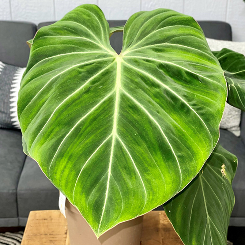 PHILODENDRON GLORIOSUM 2G