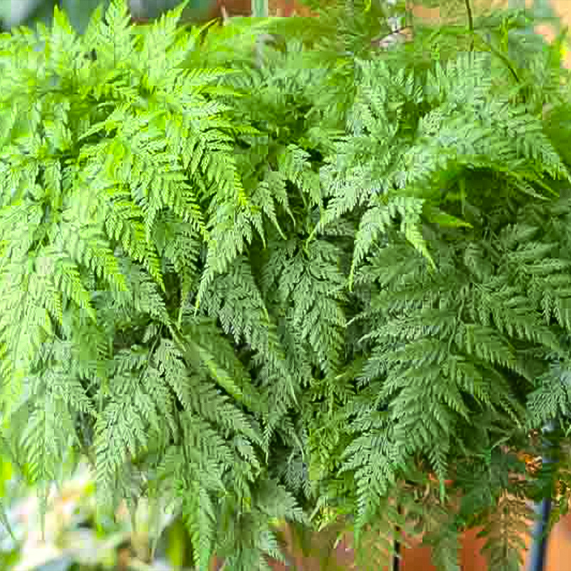 FERN FOOTED 4"