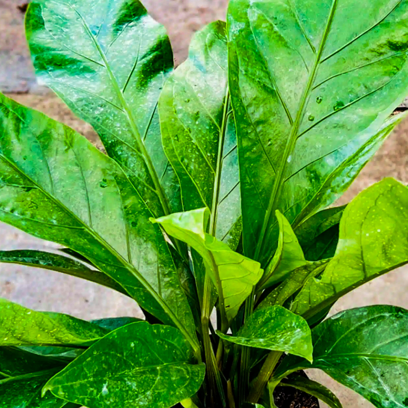 ANTHURIUM JUNGLE BUSH 8"