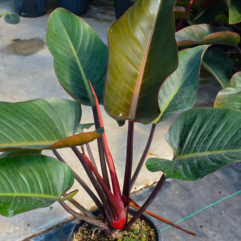 PHILODENDRON ROJO CONGO 14"