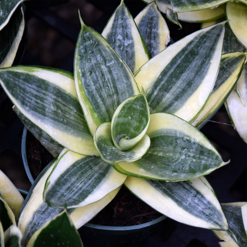 SANSEVIERIA LOTUS HAHNII 4"