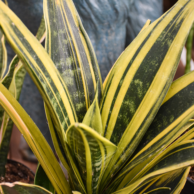 SANSEVIERIA GOLDEN FLAME 4"