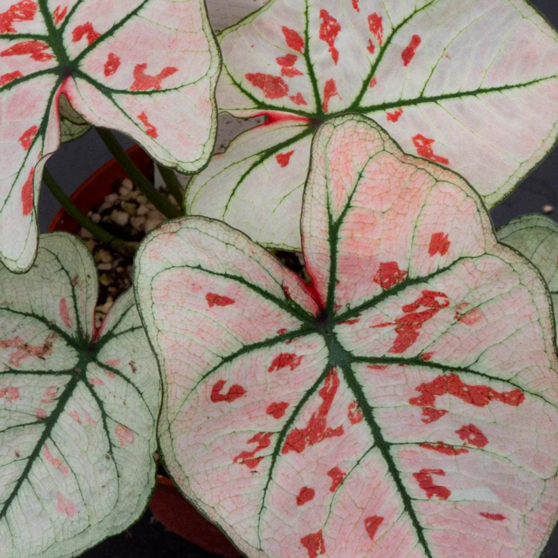 CALADIUM SNOWDROPS 2"