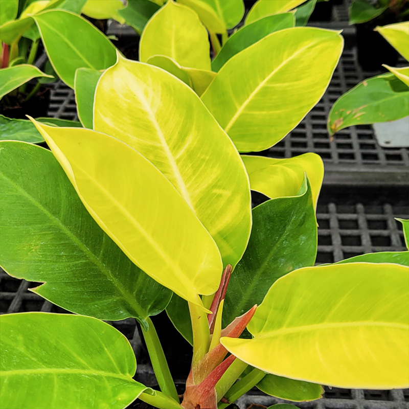 PHILODENDRON CALKINS GOLD TOT10"