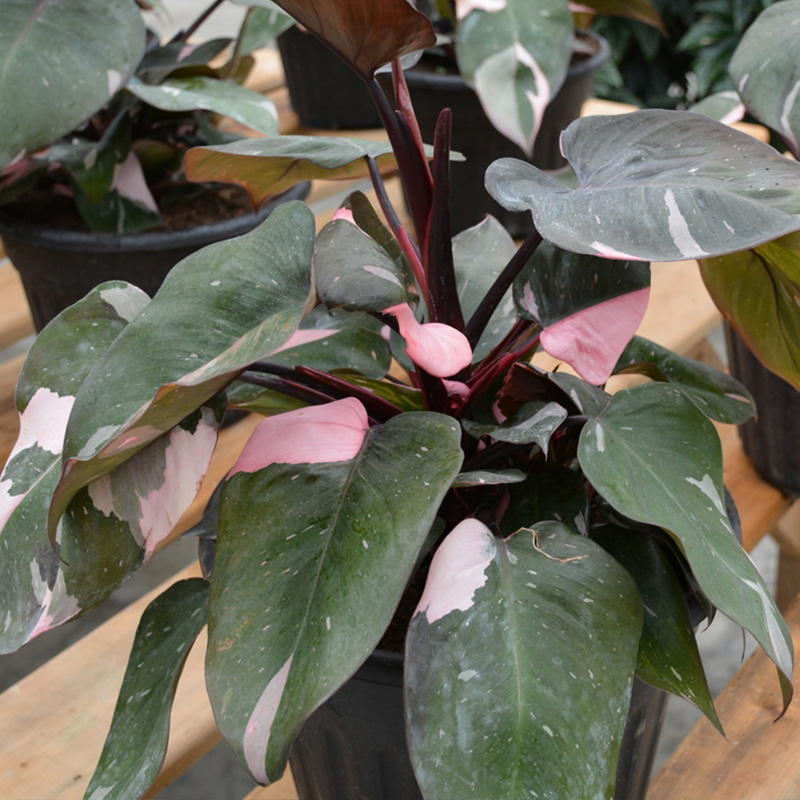PHILODENDRON PINK PRIN T0TEM 10"