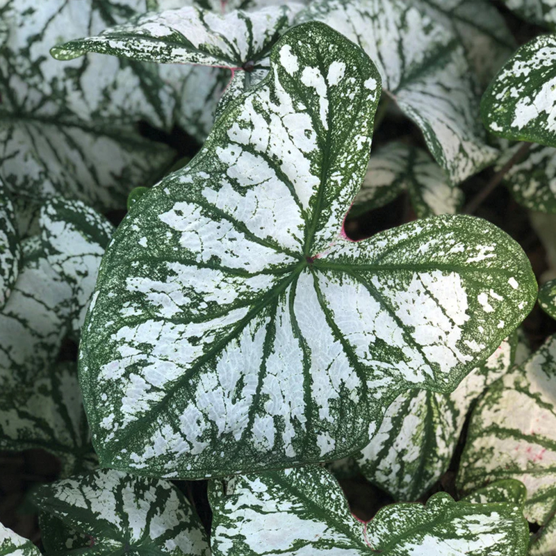 CALADIUM GREEN ELF PILAGE 2"