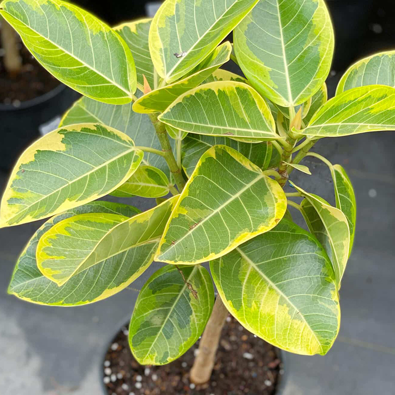 FICUS YELLOW GEM STD 10"