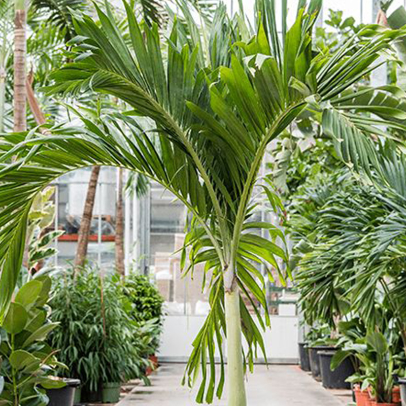 PALM ADONIDIA 14"