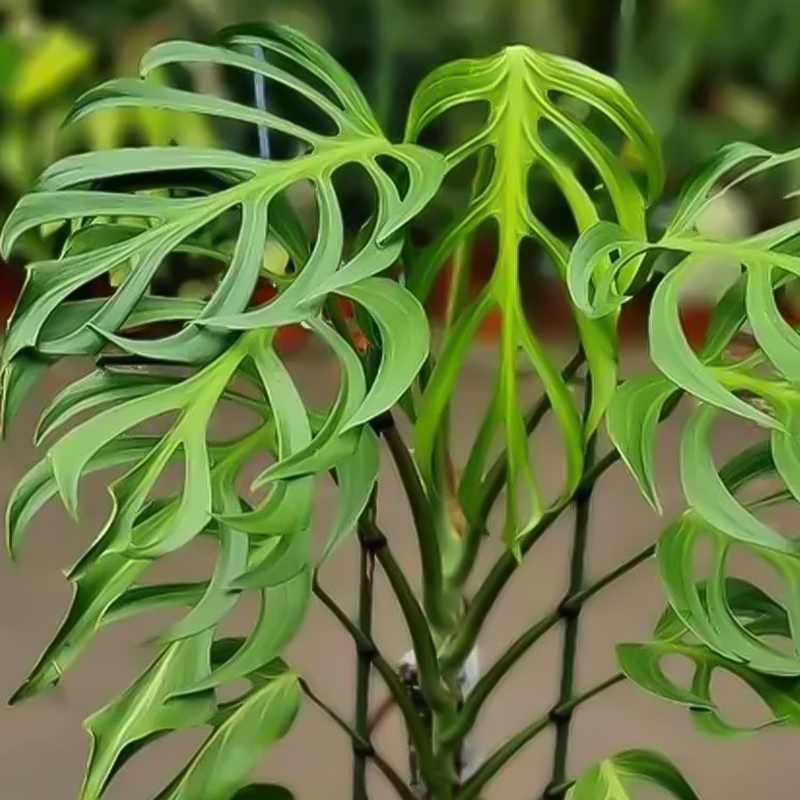 MONSTERA BURLE MAX FLAME 4"