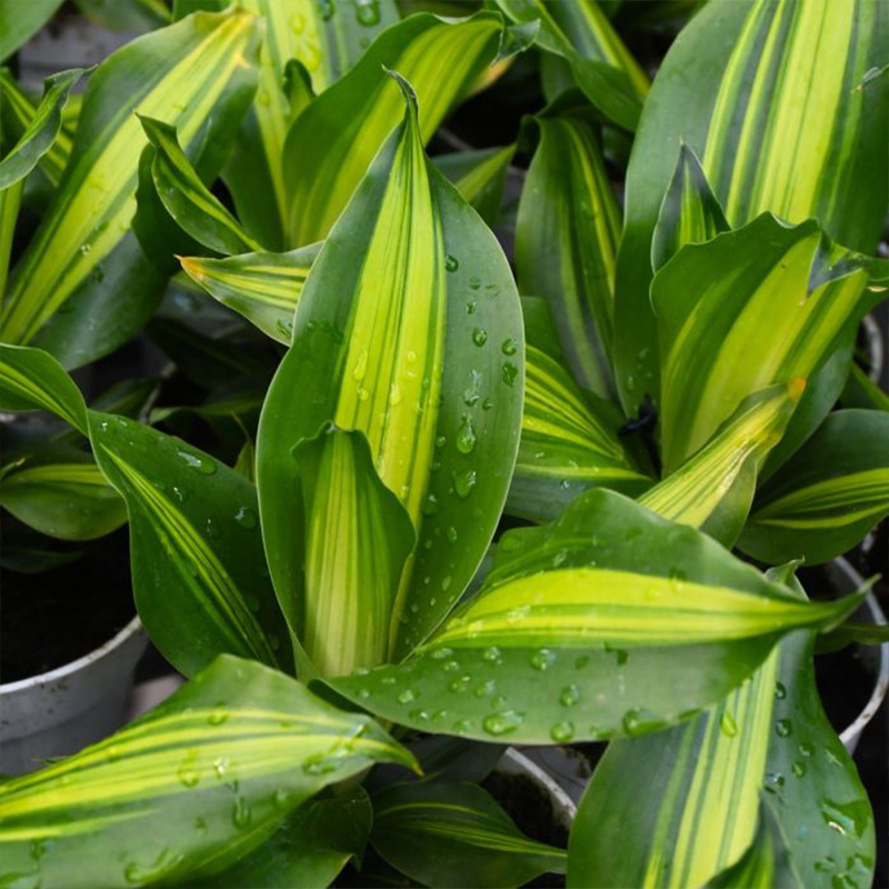 DRACAENA GOLDEN HEART 10"