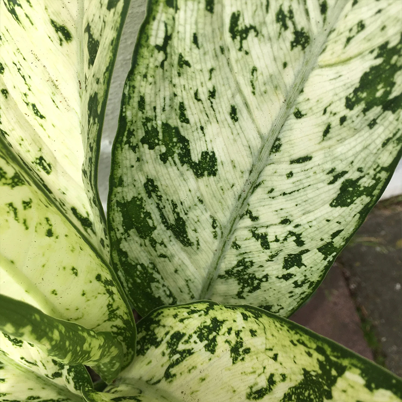 DIEFFENBACHIA VESUVIUS 10"