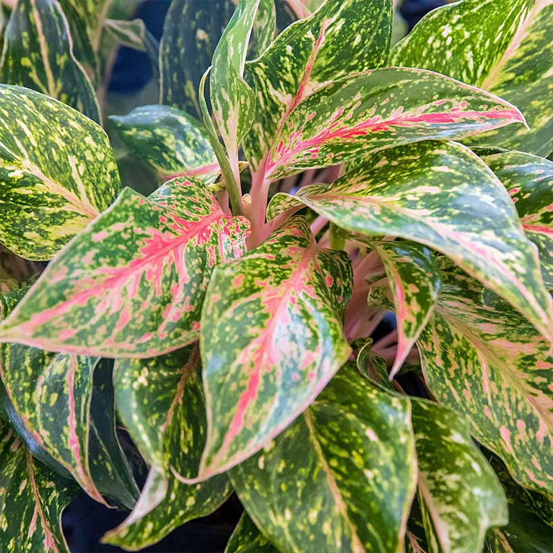 AGLAONEMA SPARKLING SARAH 8"