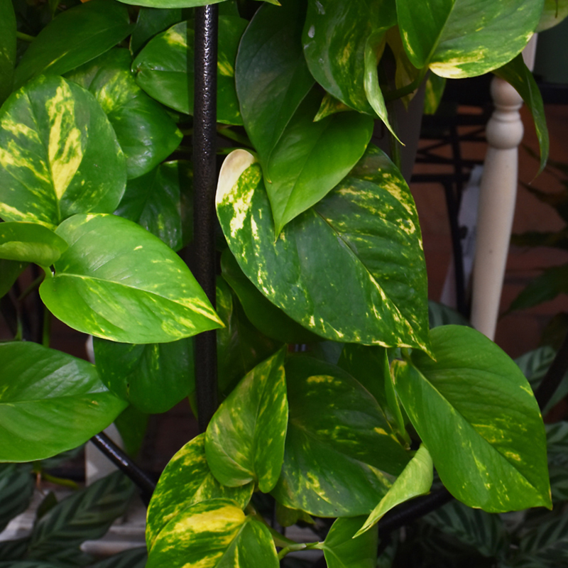 POTHOS GOLDEN 6"