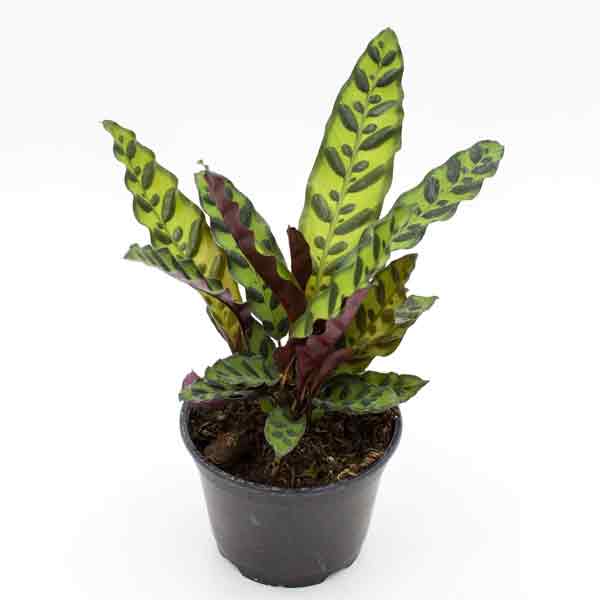 CALATHEA LANCIFOLIA 4"