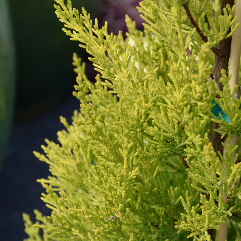 GOLD CYPRESS STANDARD 5" CLAY