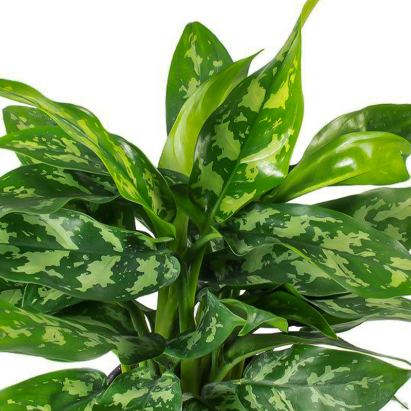 AGLAONEMA JADE 6"