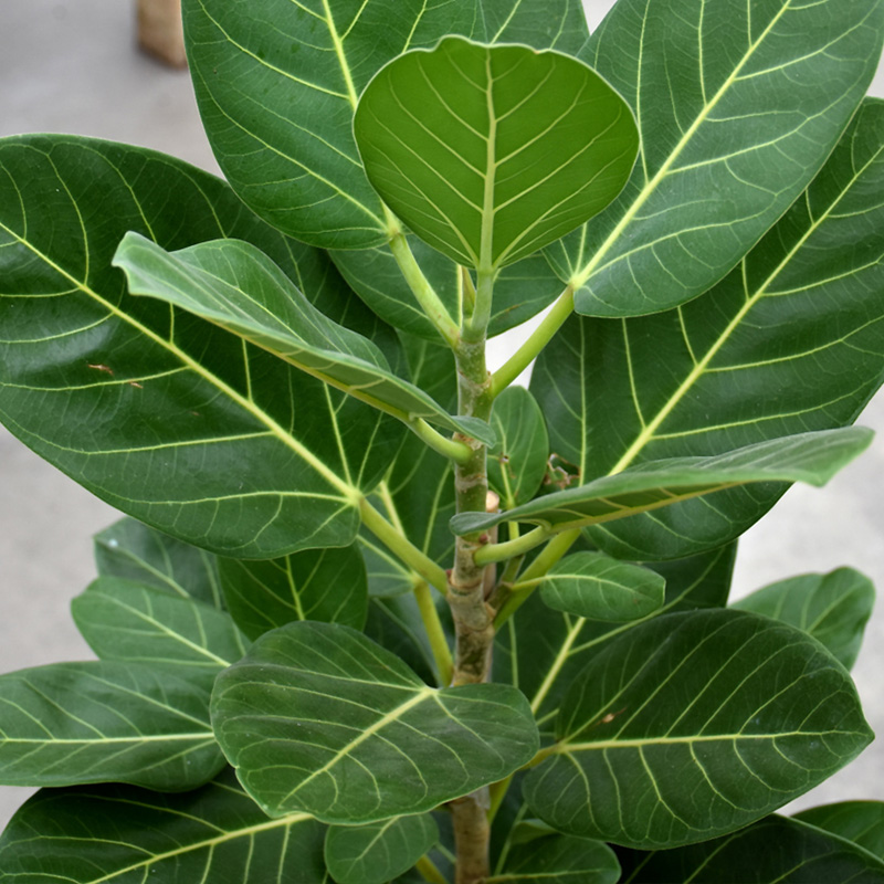 FICUS AUDREY STD 10"