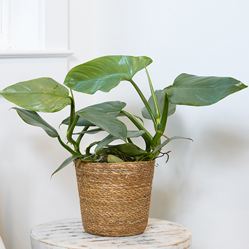 PHILODENDRON SILVER SWORD 4"