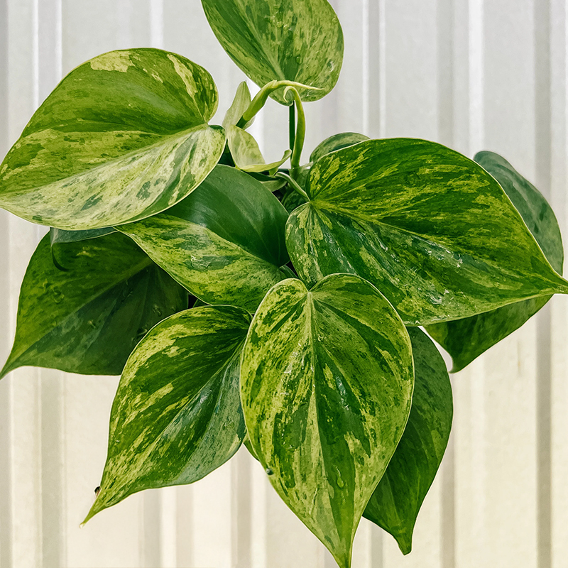 PHILODENDRON VARIEGATED 4"