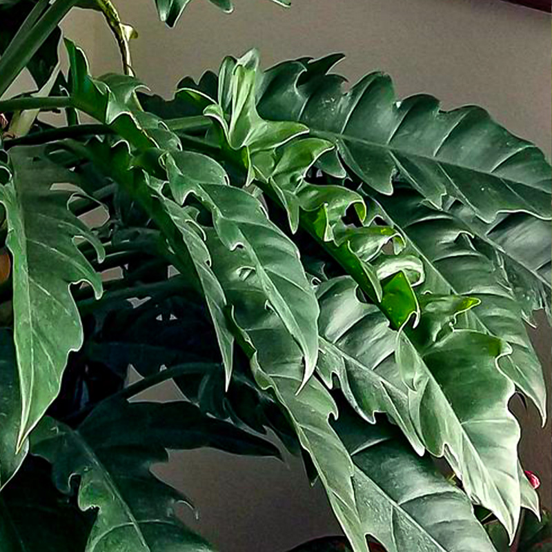 PHILODENDRON JUNGLE BOOGIE 4"