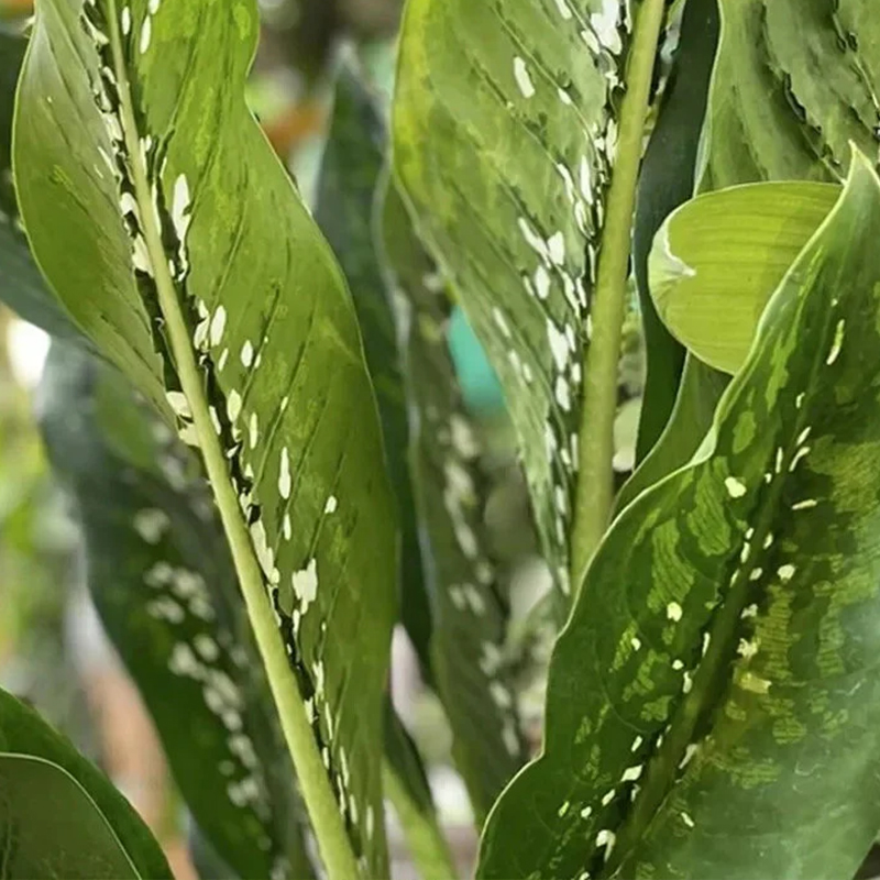 DIEFFENBACHIA CROCODILE 10"