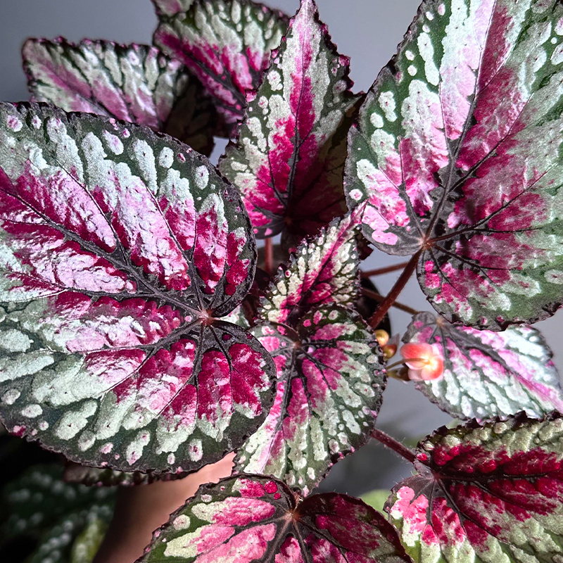 BEGONIA REX 6"