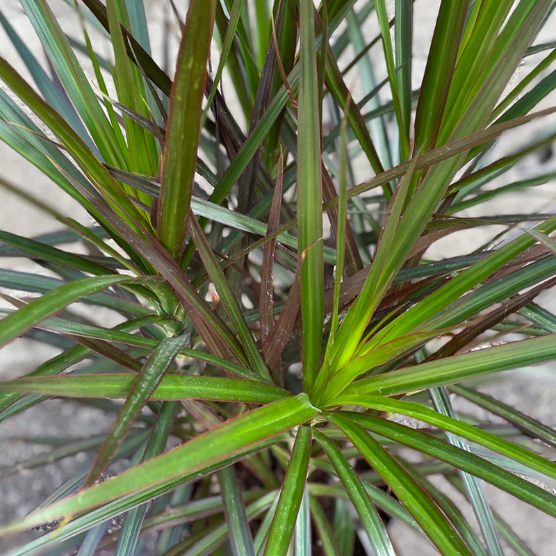 DRACAENA MARGINATA 10"