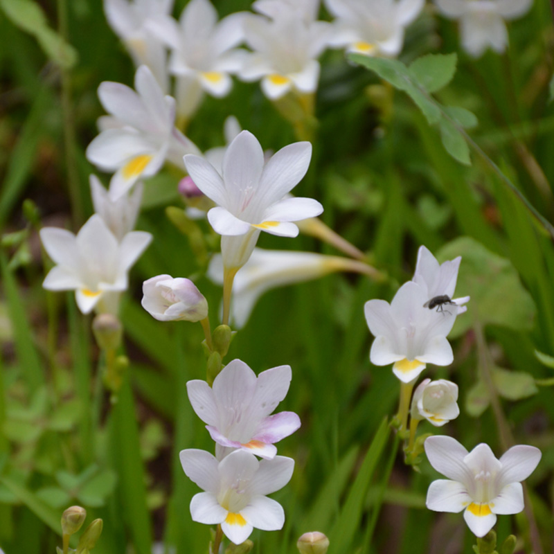 FREESIA 6"