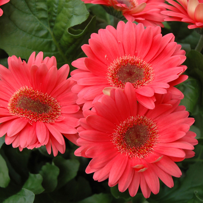 GERBERA DAISY 4.5"