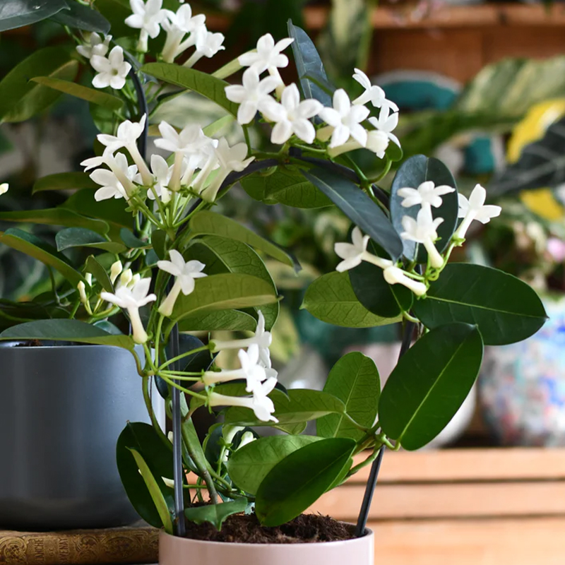 STEPHANOTIS 5"