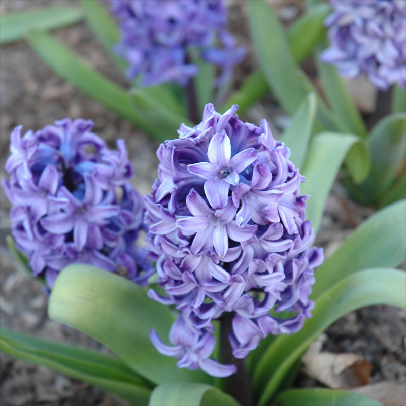 HYACINTH 6"
