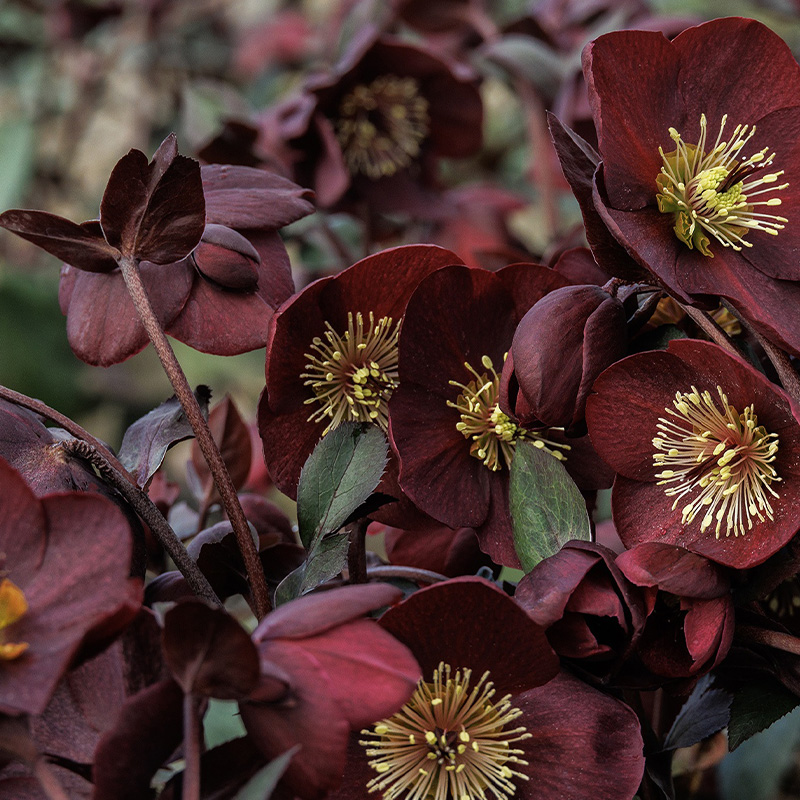 HELLEBORE 6"