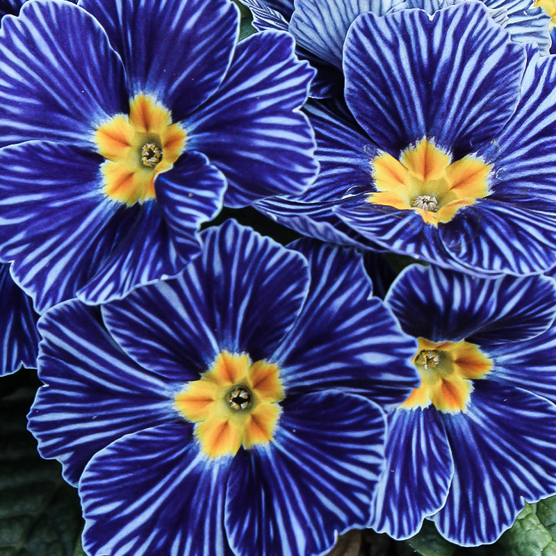 PRIMULA ZEBRA BLUE 4"